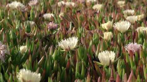 Closeup-view-of-a-field-of-plants-and-flowers