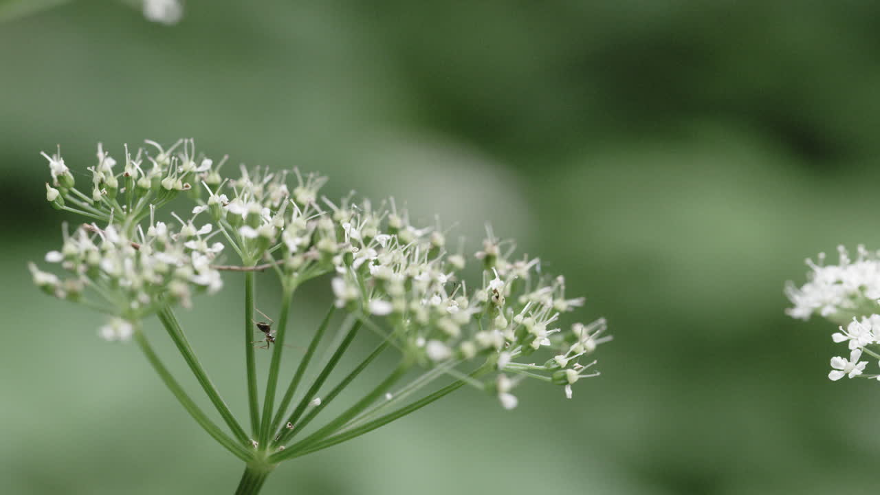 흐린 날 작은 꽃 위를 기어다니는 개미