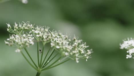 an ant crawls around on a tiny flower on an overcast day