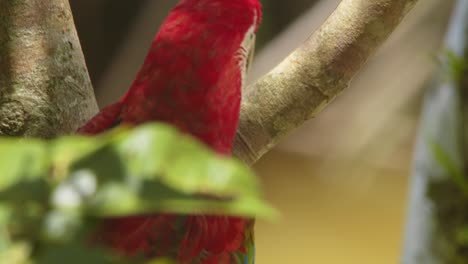 mesmerizing close-up of a green winged macaw’s intense gaze as it sits panting perched in peru’s tropical rainforest.