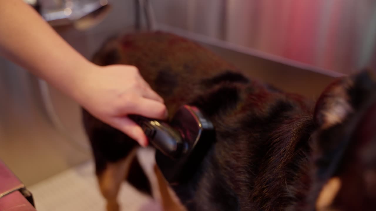 una mujer joven le da a su perro un baño afuera en una bañera