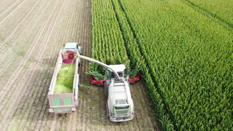 campo de maíz cosechado por máquina