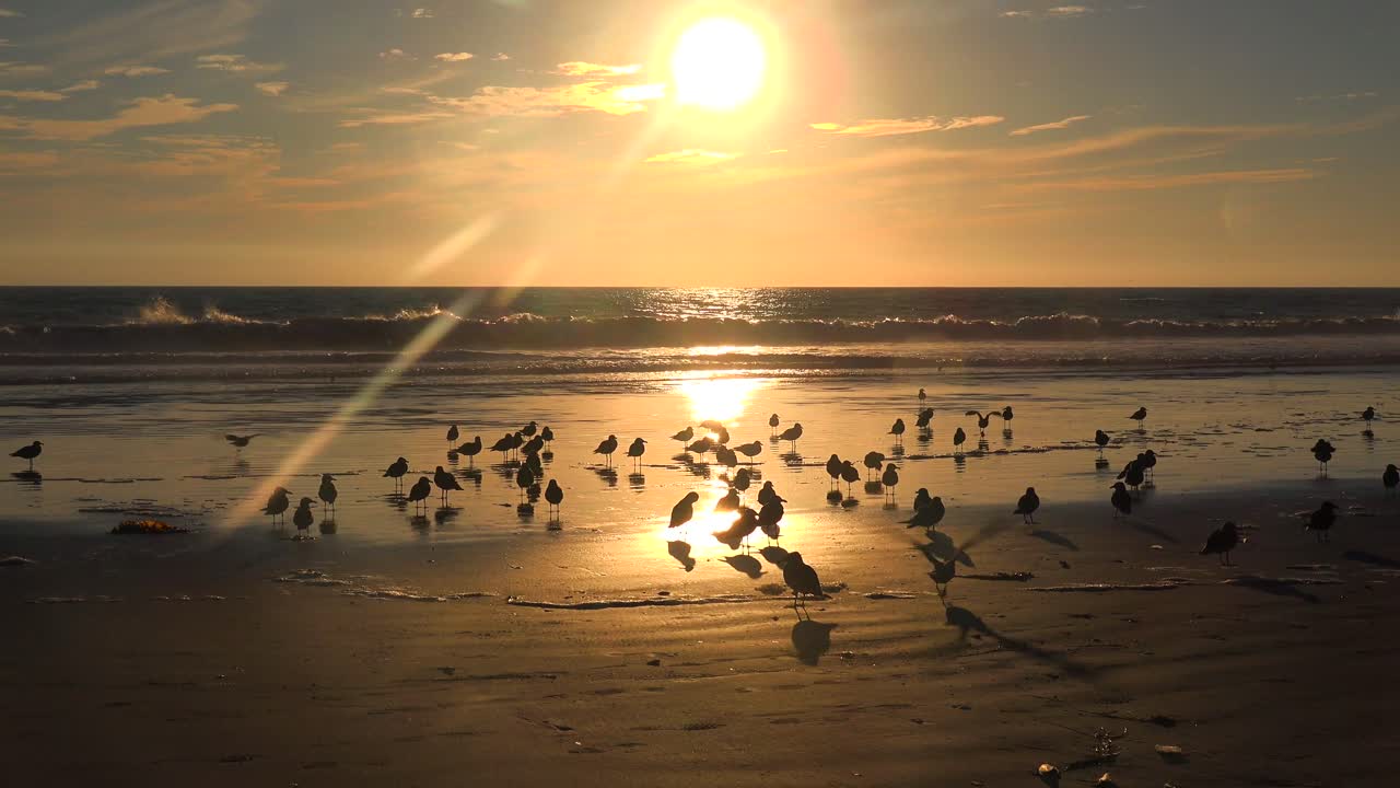 중앙 캘리포니아 해안을 따라 황금빛 노을을 쬐는 도요·물떼새