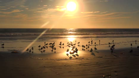 las aves playeras disfrutan de la luz dorada del atardecer a lo largo de la costa central de california