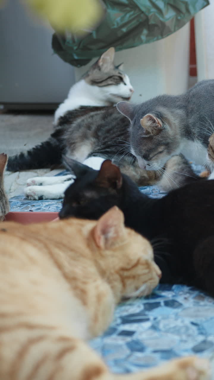 Cats relaxing in the sun