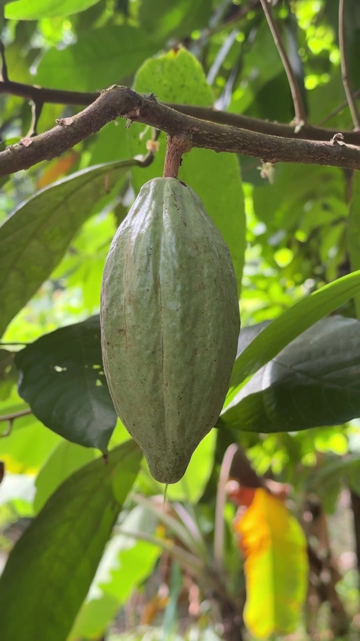 Green Cacao Pod Hanging on a Tree Branch