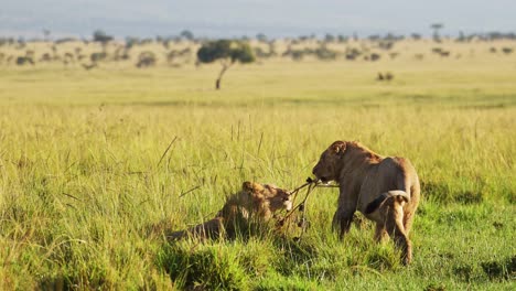 slow motion shot of two lions play fighting with amazing beautiful african maasai mara national reserve in the background, kenya, africa safari animals in masai mara north conservancy