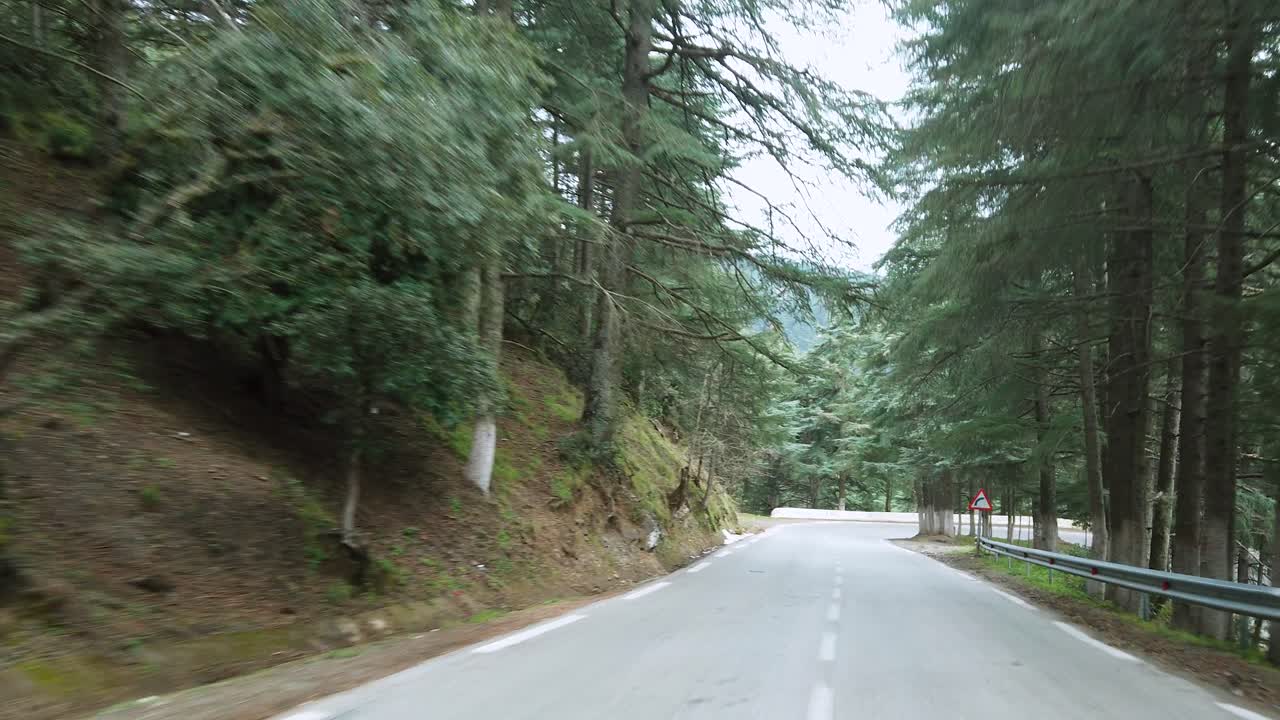 Vehicle drive across Cedrus trees and beautiful nature , in ATLAS mountains, asphalt road and clear weather , car travel - algeria
