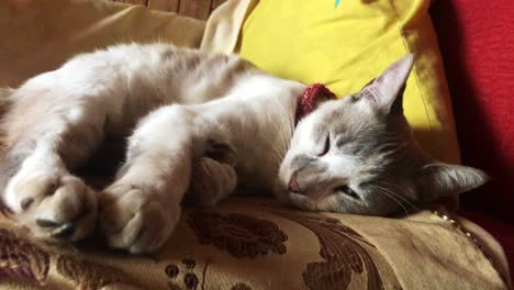 Tired-sleeping-cat-on-a-peaceful-afternoon,-sleeping-on-his-yellow-and-red-couch