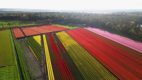 colorful tulip fields in the netherlands