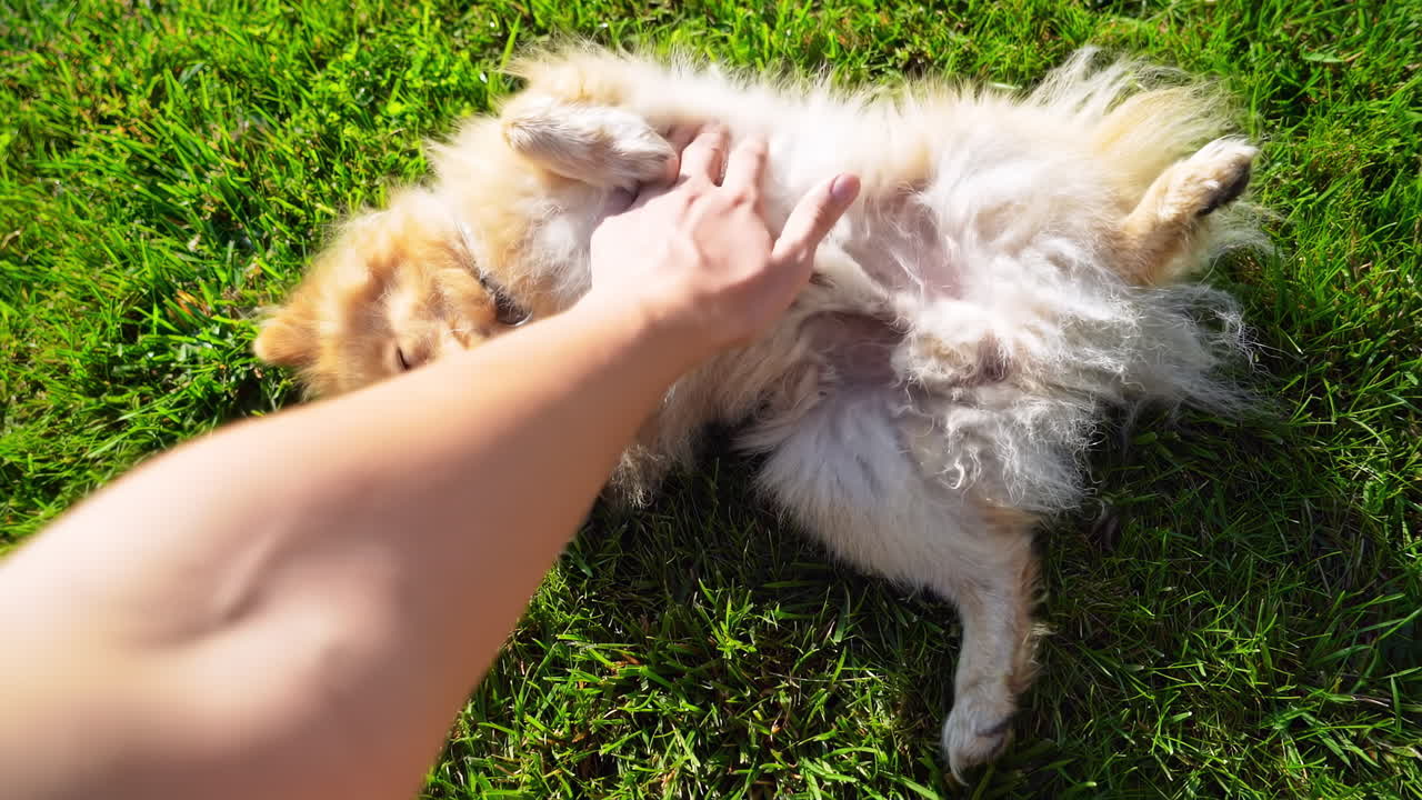 Man's hands caressing a small pomeranian spitz on the grass. First view