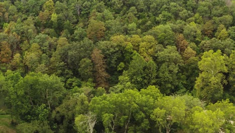 Arroyo-Roubidoux-En-El-Centro-Sur-De-Missouri-Ozarks