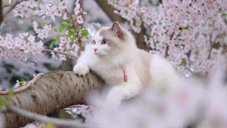 a little cat hides on a cherry blossom tree in spring