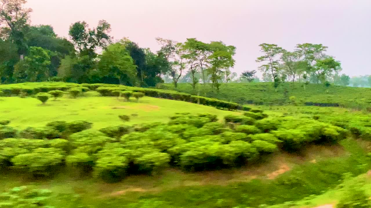 движущийся снимок пышного чайного сада из поезда в холмистом сельском бангладеш