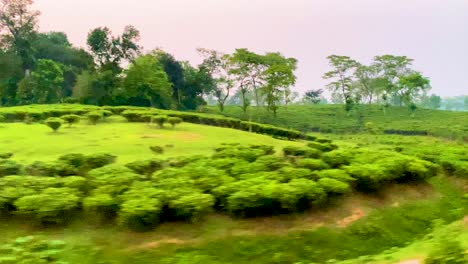 moving shot of a lush tea garden from train in hilly rural bangladesh