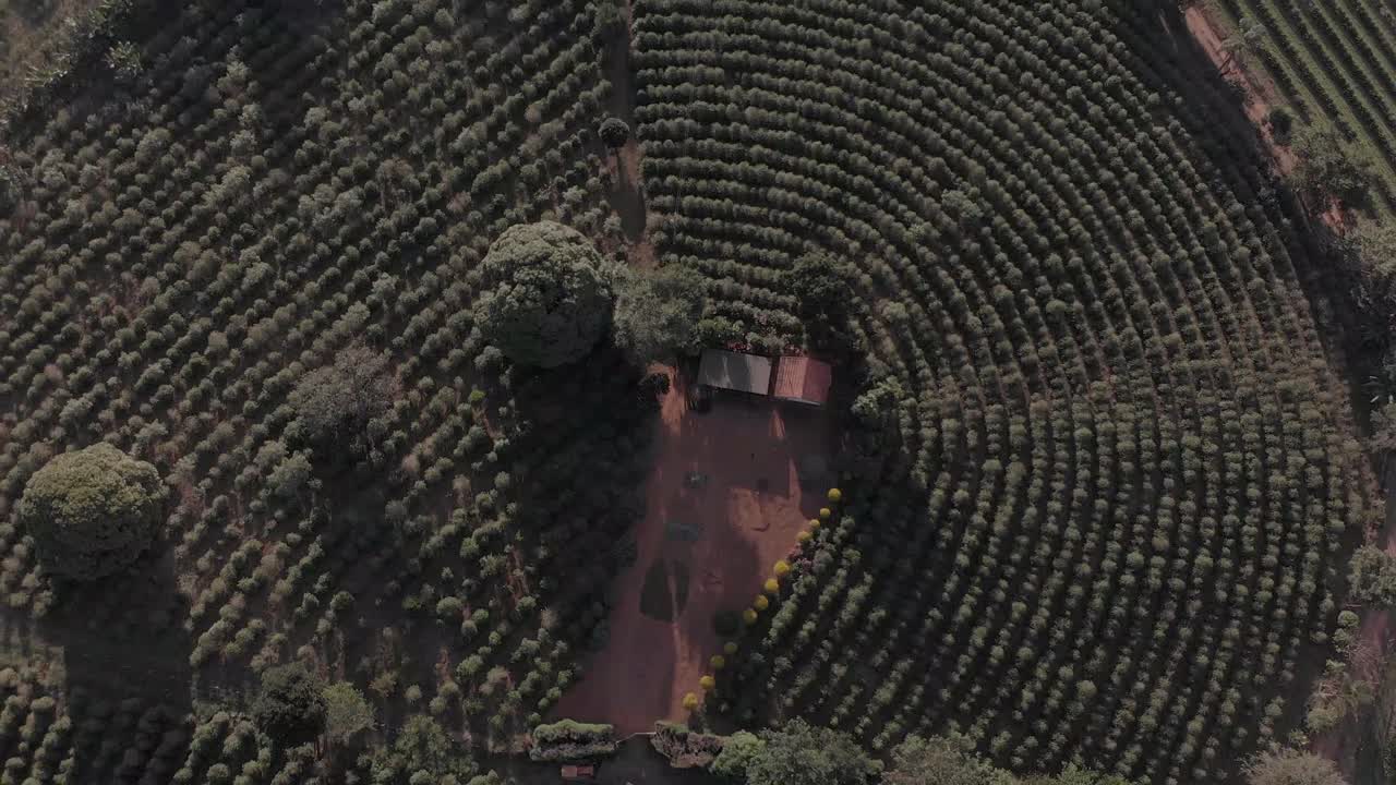 커피 농장의 작은 집. 공중 드론 영상