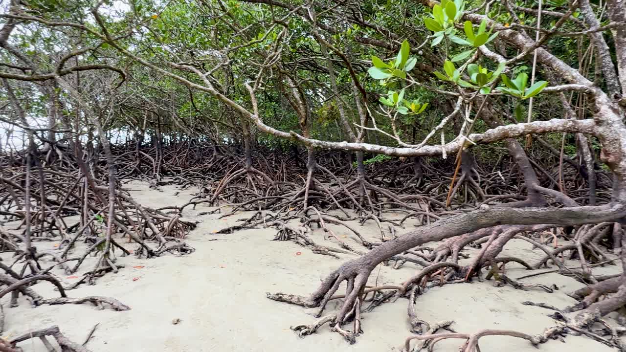Camera glides through dense mangrove roots on sandy beach, natural daylight, lush tropical environment