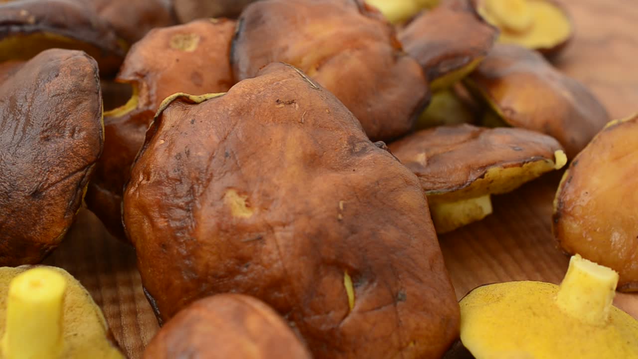 Setas de bosque, Suillus. Fondo de setas. Fotografía en movimiento