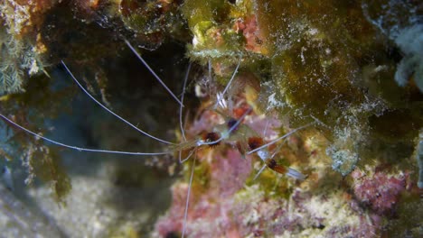 beautiful coral banded shrimp walking on the reef face