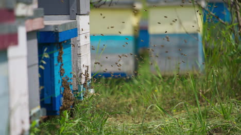 numerous bees coming back to their bee hives. wooden bee houses at the organic bee keeping farm in summer.