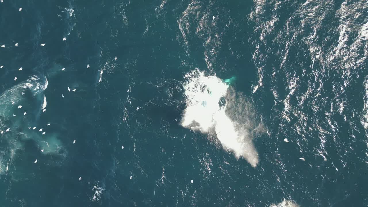 Humpback whale splashes the tail on the ocean surface