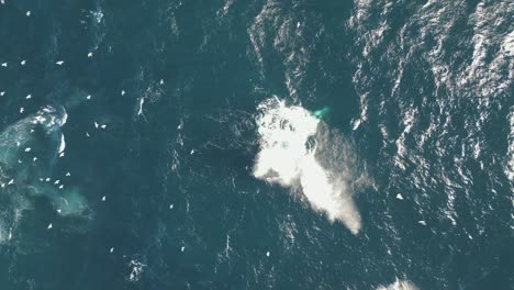 Humpback-whale-splashes-the-tail-on-the-ocean-surface