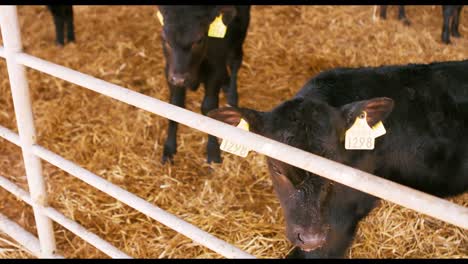 little calves in a barn