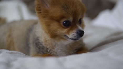 Hermoso-Cachorro-Pomerania