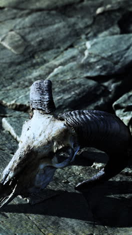 ram skull on rocks