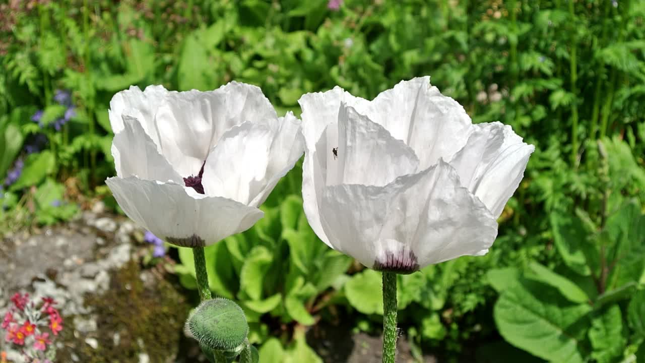 conjunto blanco amapola oriental en un jardín campestre inglés