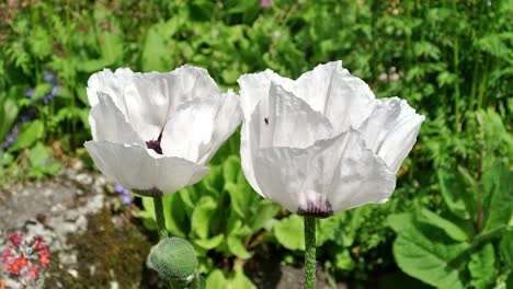 oriental poppy white set in an english country garden