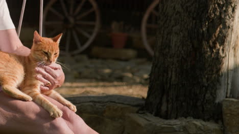 Adorable-ginger-cat-enjoys-attention-from-woman-on-garden-swing-slow-mo