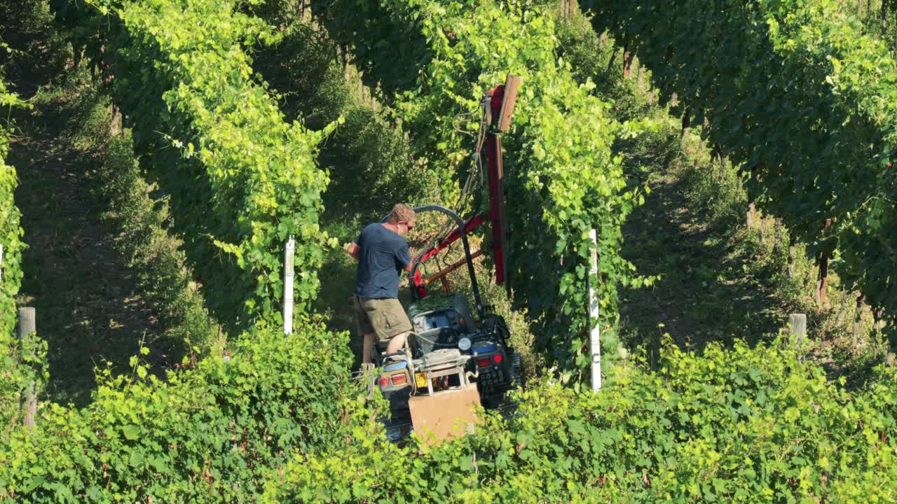 Worker operates machinery in lush vineyard rows