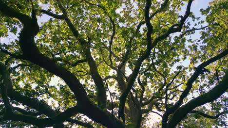 old tree branches and leaves in the forest - pullback