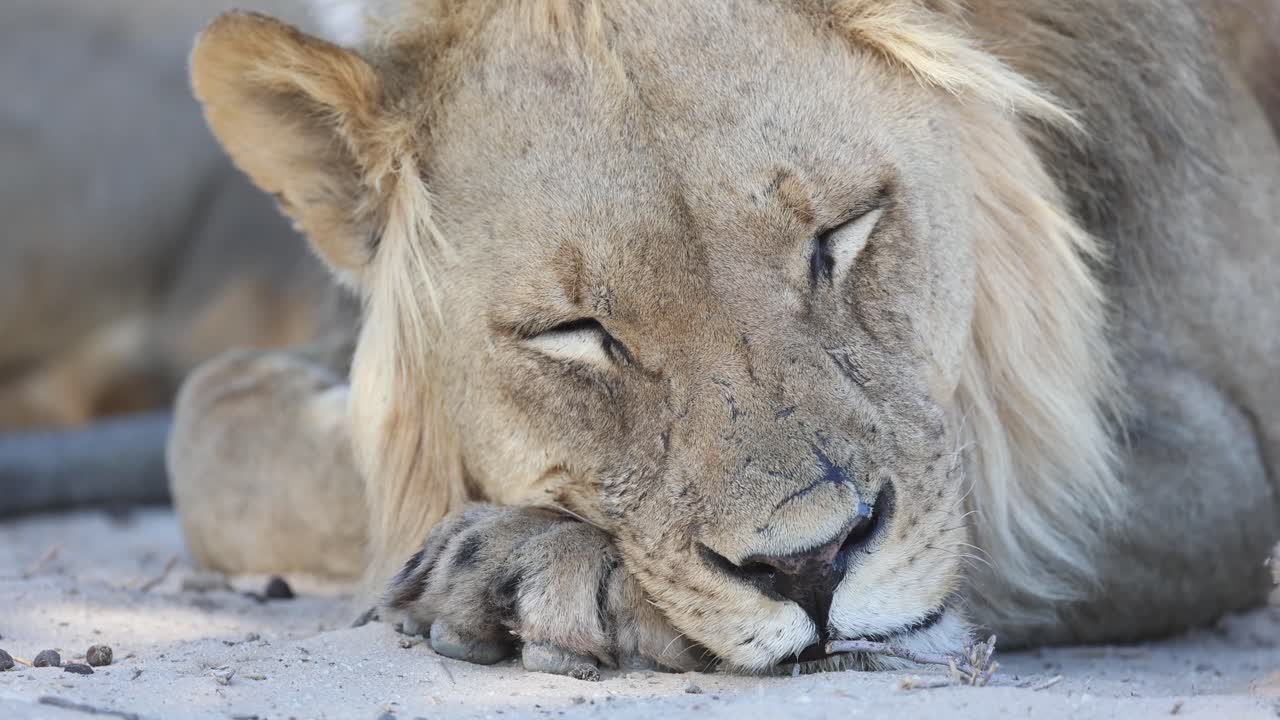 Closeup of a male lion's face while sleeping, Kgalakgadi Transfrontier Park.