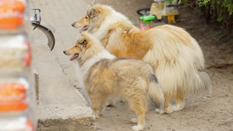 rough collie mother and grown puppy bonding in a sunny street