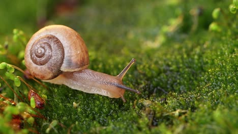 Close-up-of-a-snail-slowly-creeping-in-the-sunset-sunlight.