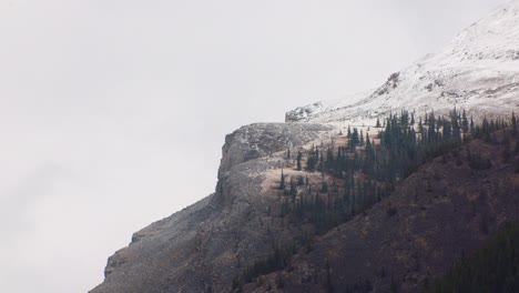Mountain-cliff-with-snow-and-pine-trees-close-up