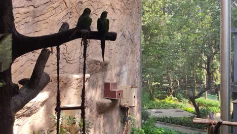 Colorful-parakeets-are-found-in-the-bird-park-zoo-of-Mumbai