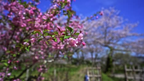 sakura cherry blossoms on a sunny countryside