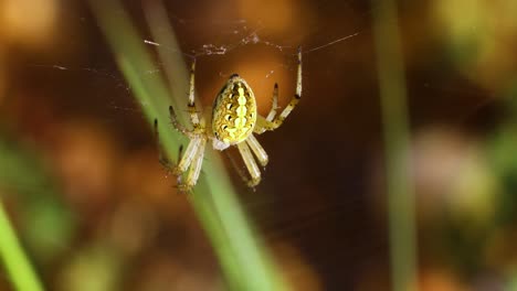 Video-Macro-De-Una-Araña-En-Una-Web