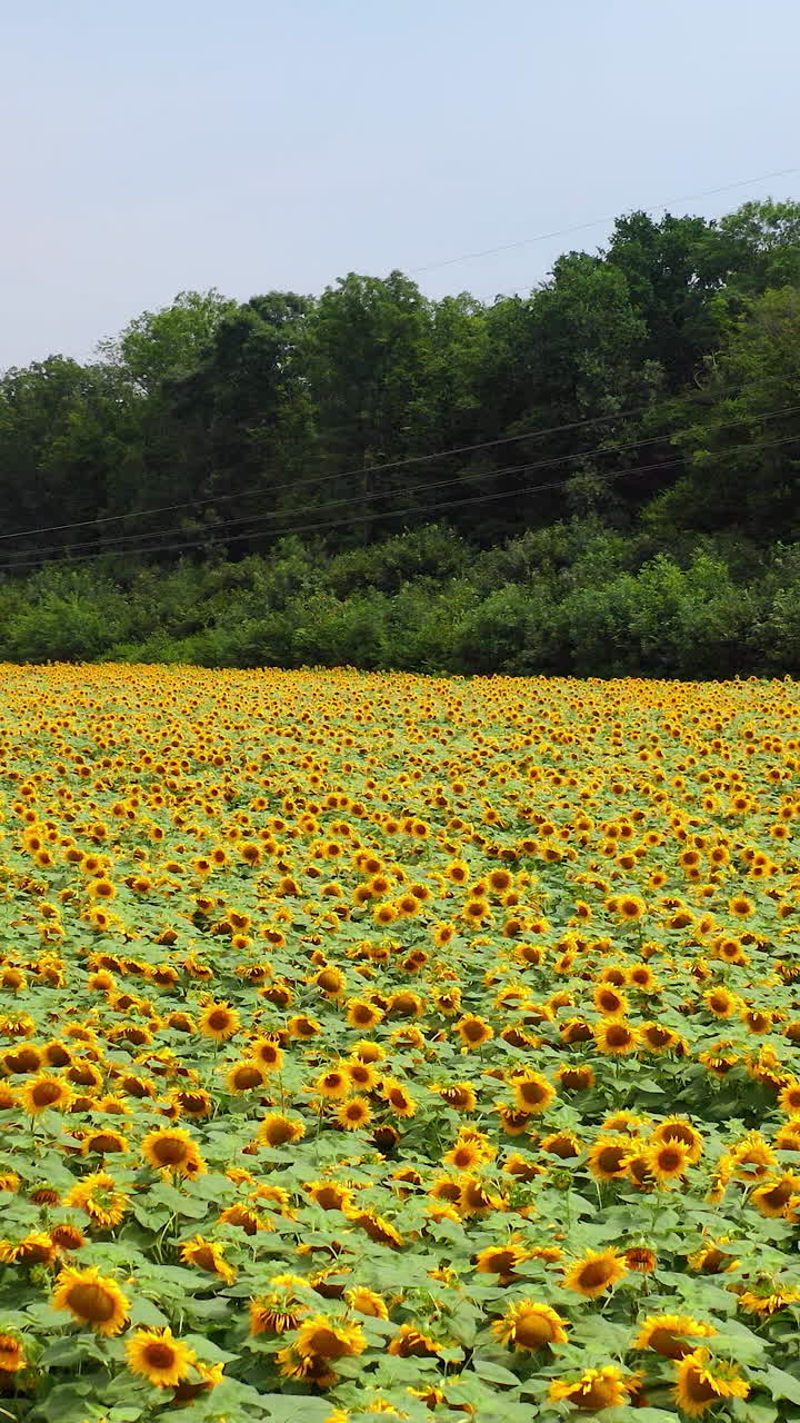 Paesaggio naturale esterno con piantagione di girasoli. Ampio campo di girasoli, vista aerea