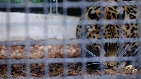 closeup of a majestic leopard in captivity behind a steel cage