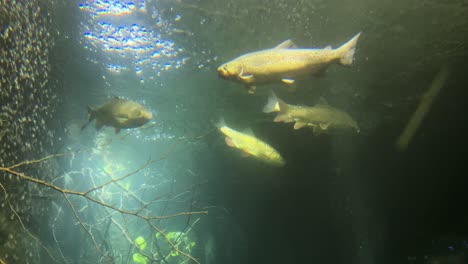 Primer-Plano-Medio-De-Peces-Nadando-En-Un-Acuario-De-Agua-Dulce