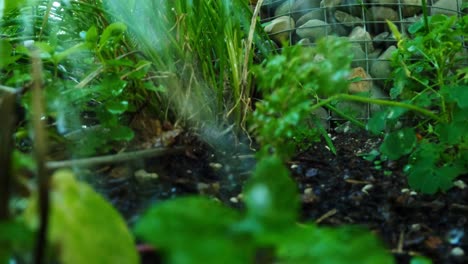 imágenes de plantas en un jardín que se riegan para cultivar verduras rápidamente