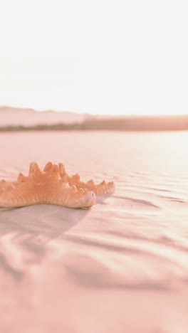 starfish on a sandy beach at sunset