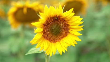 hard-working bee crawling slowly over the seed flower. beautiful blossoming sunflower in the field. close up. blurred backdrop.