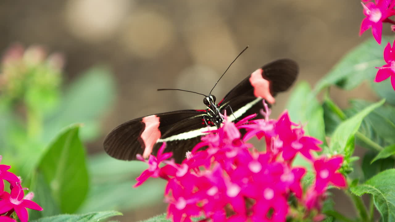 Macro Farfalla 40