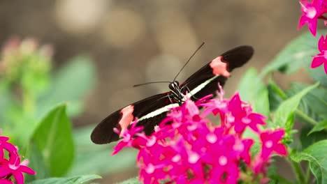 mariposa macro 40