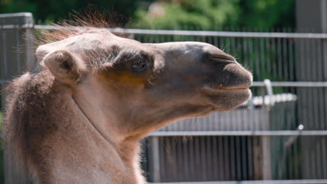 slow closeup of bactrian camel turning head, metal fence in background